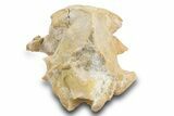 Partial Oreodont (Eporeodon?) Upper Skull - South Dakota #300012-7